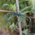 Small Green Jute Twine Spool (50g)
